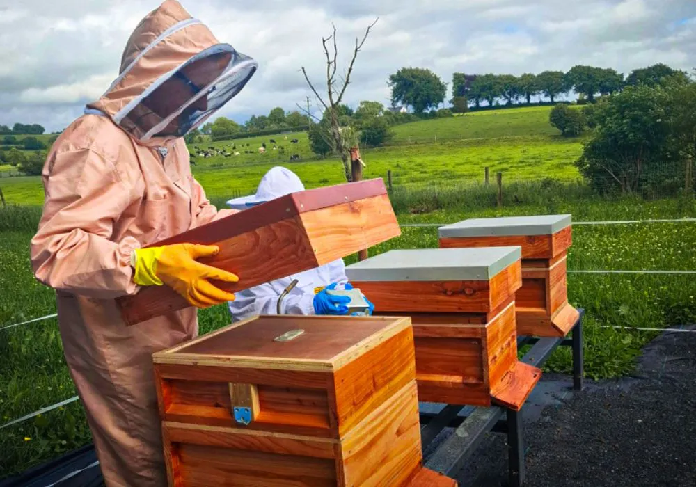 biodiversity bee keeping
