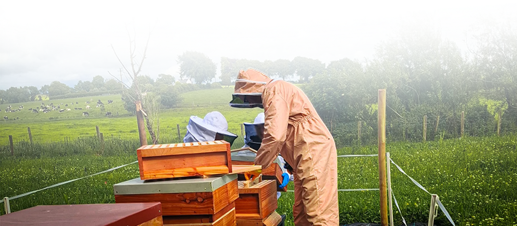 bee keeping hives